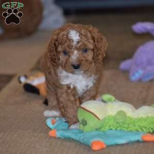 Milan, Cavapoo Puppy